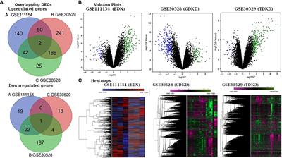 Identification of Key Candidate Genes and Chemical Perturbagens in Diabetic Kidney Disease Using Integrated Bioinformatics Analysis